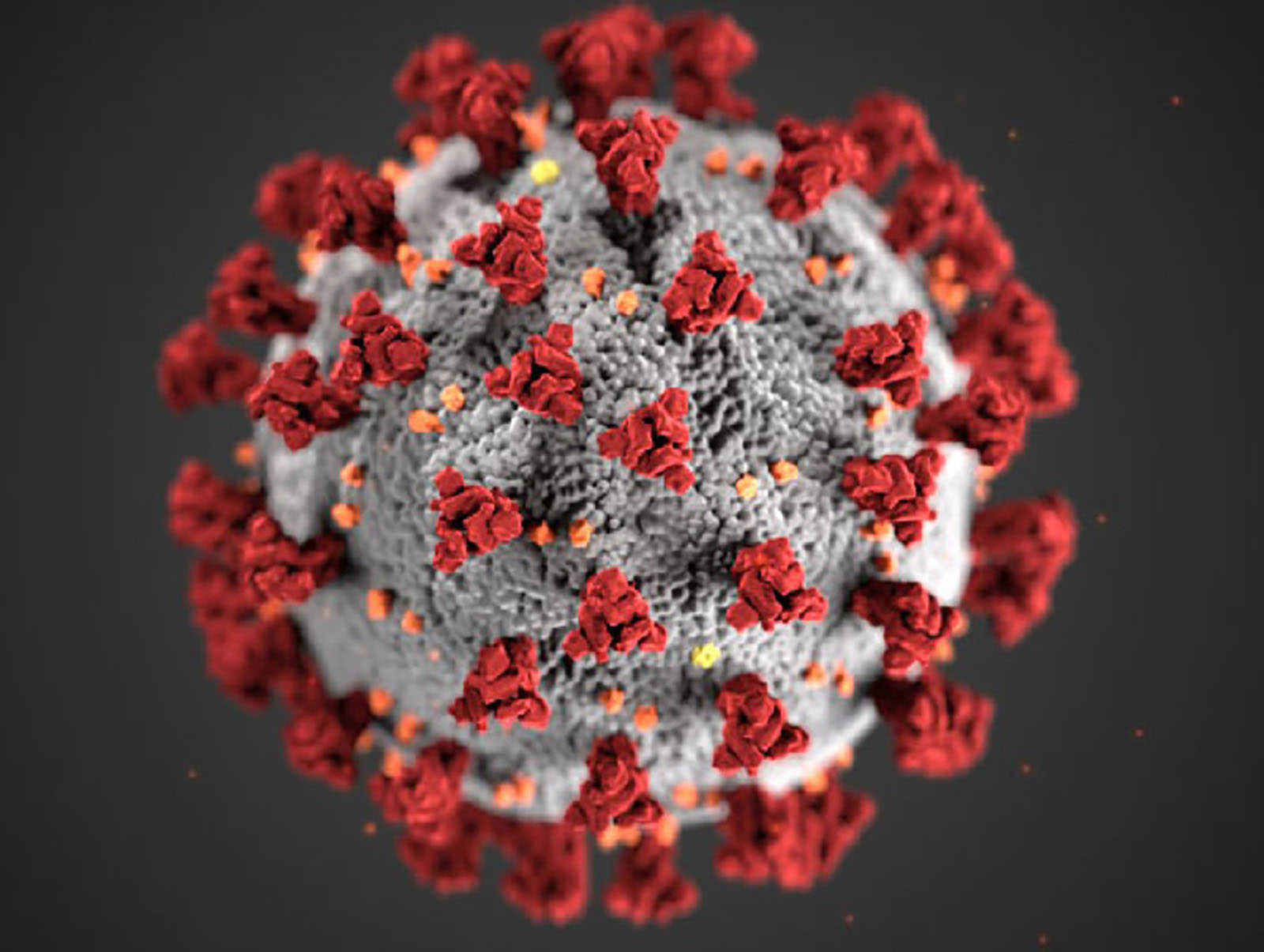 A microscopic view of the COVID-19 virus